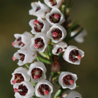 erica_arborea7md (Erica arborea)