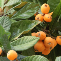 eriobotrya_japonica8md (Eriobotrya japonica)