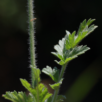 erodium_moschatum10md (Erodium moschatum)
