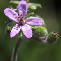 erodium_moschatum11md (Erodium moschatum)