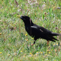 etourneau_unicolore_-_sturnus_unicolor6bd (Sturnus unicolor)