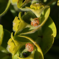 euphorbia_characias2amd (Euphorbia characias)