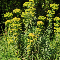 euphorbia_characias7md (Euphorbia characias)