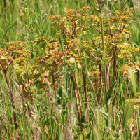 euphorbia_helioscopa4md (Euphorbia helioscopa)