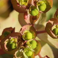 euphorbia_helioscopa6md (Euphorbia helioscopa)