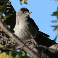 fauvette_a_tete_noire_-_sylvia_atricapilla11bd (Sylvia atricapilla)