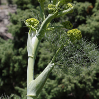 ferula_communis12md (Ferula communis)