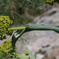 ferula_communis13md (Ferula communis)