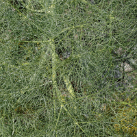 ferula_communis14md (Ferula communis)