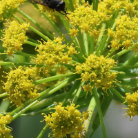 ferula_communis2bd (Ferula communis)