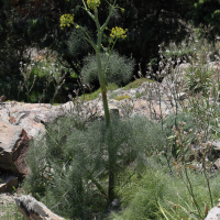 ferula_communis6md (Ferula communis)