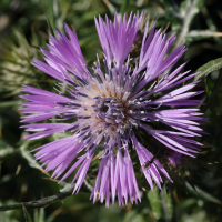 galactites_tomentosus6md (Galactites tomentosus)