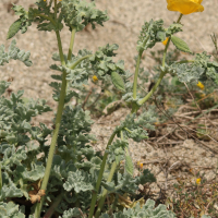 glaucium_flavum10md (Glaucium flavum)