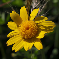 glebionis_segetum3md (Glebionis segetum)