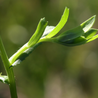 glebionis_segetum7md (Glebionis segetum)