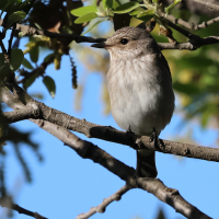 gobemouche_gris_-_muscicapa_striata8bd (Muscicapa striata)