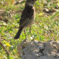 gobemouche_gris_-_muscicapa_striata9md (Muscicapa striata)