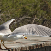goeland_leucophee_-_larus_michahellis14md (Larus michahellis)