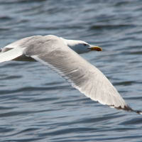 goeland_leucophee_-_larus_michahellis15md (Larus michahellis)