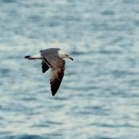 goeland_leucophee_-_larus_michahellis_juv1md (Larus michahellis)