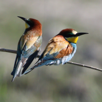 guepier_d-europe_-_merops_apiaster7bd (Merops apiaster)