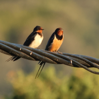 hirondelle_rustique_-_hirundo_rustica16md (Hirundo rustica)