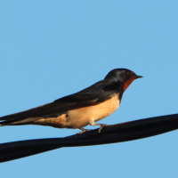 hirondelle_rustique_-_hirundo_rustica17md (Hirundo rustica)