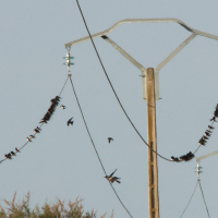 hirondelle_rustique_-_hirundo_rustica18md (Hirundo rustica)
