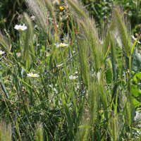 hordeum_murinum1md (Hordeum murinum)