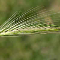 hordeum_murinum2md (Hordeum murinum)