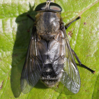 hybomitra_bimaculata4md (Hybomitra bimaculata)