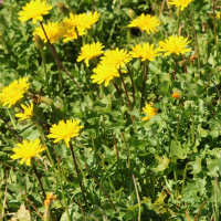 hyoseris_radiata6md (Hyoseris radiata)