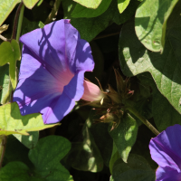 ipomoea_indica6md (Ipomoea indica)