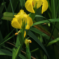 iris_pseudacorus1bmd (Iris pseudacorus)