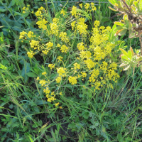 isatis_tinctoria10md (Isatis tinctoria)