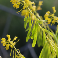 isatis_tinctoria9md (Isatis tinctoria)