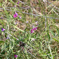 lathyrus_clymenum2md (Lathyrus clymenum)