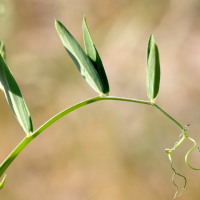 lathyrus_clymenum4md (Lathyrus clymenum)