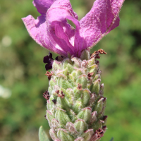 lavandula_stoechas6md (Lavandula stoechas)