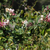 lonicera_implexa8md (Lonicera implexa)