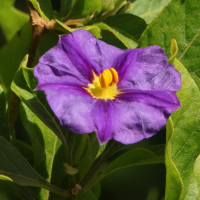lycianthes_rantonnetii3md (Lycianthes rantonnei)