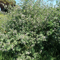 malva_multiflora3md (Malva multiflora)