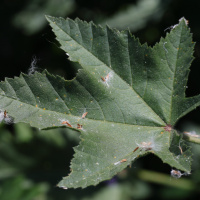 malva_multiflora4md (Malva multiflora)