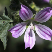 malva_multiflora5md (Malva multiflora)