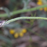 matthiola_sinuata7md (Matthiola sinuata)
