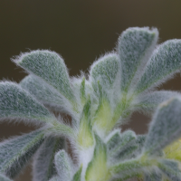 medicago_marina7md (Medicago marina)