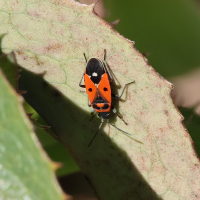 melanocoryphus_albomaculatus2bd (Melanocoryphus albomaculatus)