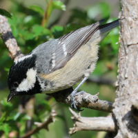 mesange_noire_-_periparus_ater_6bd (Periparus ater)