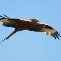 milan_royal_-_milvus_milvus_9md (Milvus milvus)