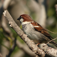 moineau_cisalpin_-_passer_x_italiae4md (Passer x italiae)